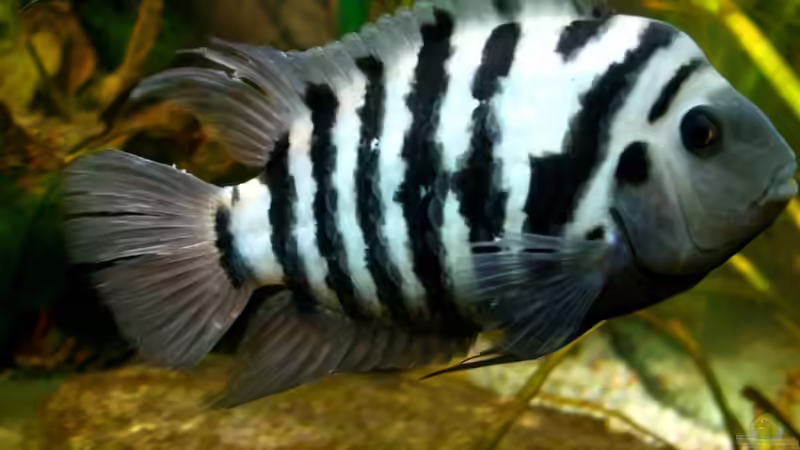 Amatitlania siquia im Aquarium halten (Einrichtungsbeispiele für Amatitlania siquia)