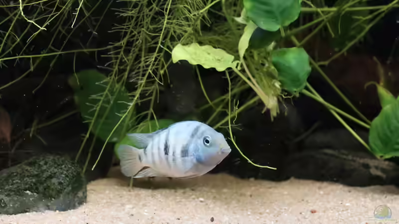 Amatitlania sp. Honduras Red Point Weibchen von Tom (9)