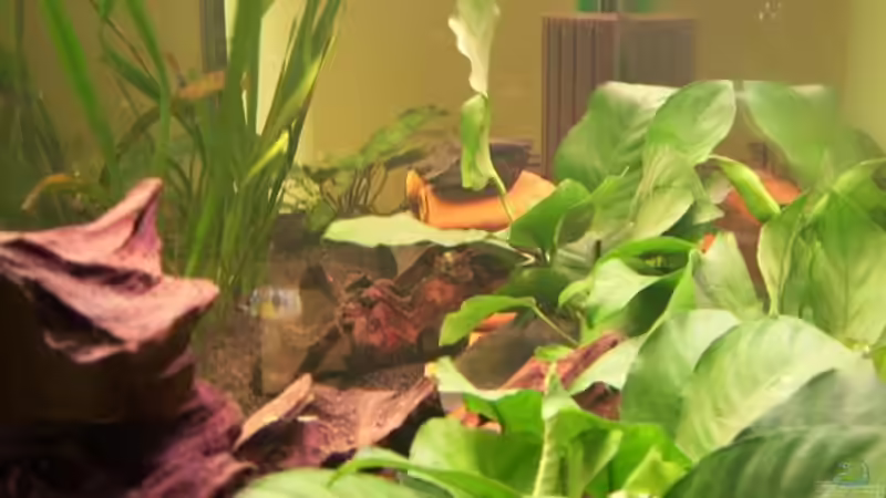 Amazonas   von Samson (1)