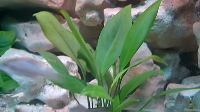 Amazonas ? von Steffen Langer (5)