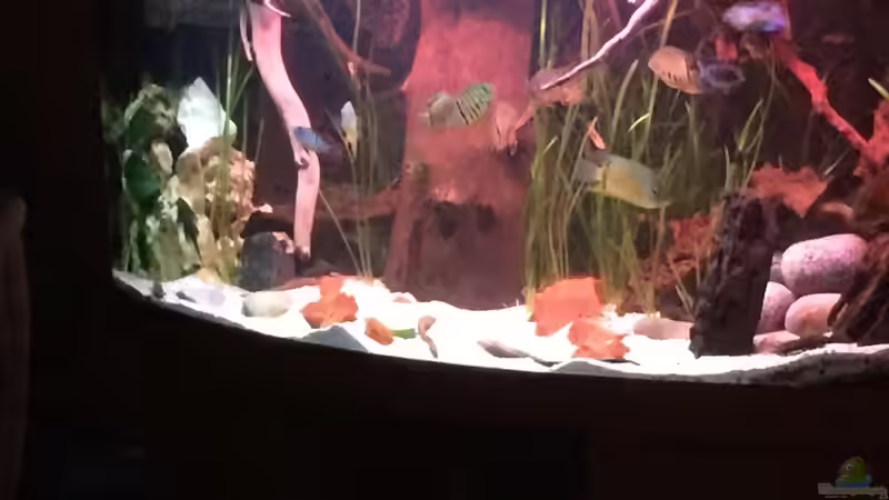 Amazonas 3 von Footloose (3)