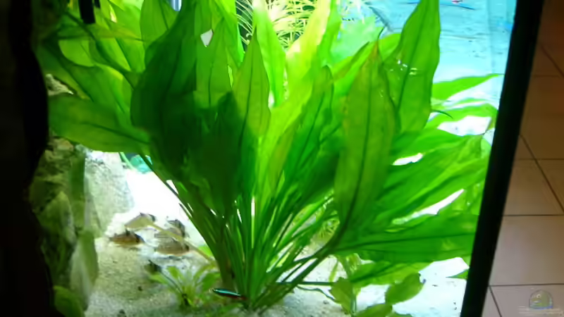 Amazonas bleheri von ALTHO81 (18)