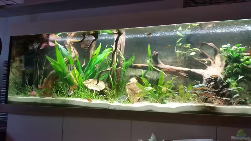 Amazonas Flusslauf von Patrick`s Amazonas (1)