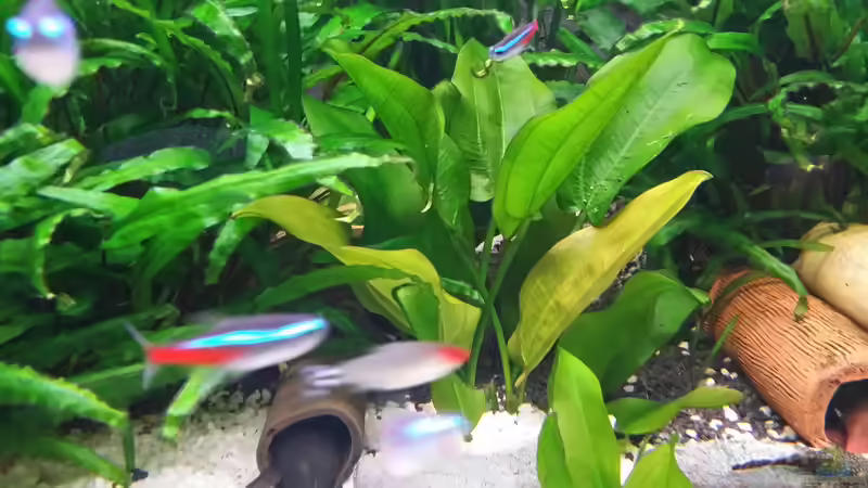 Amazonas Groß von Steffen und Felix (49)