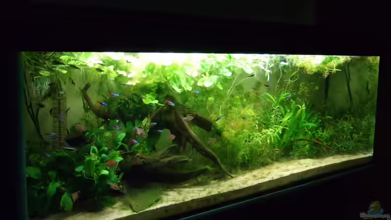 Amazonas im Wohnzimmer von Süsswasserskipper (1)