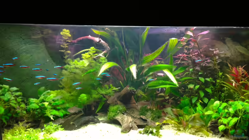 Amazonas in the corner  von Michel (1)