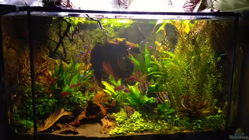 Amazonas in the Corner