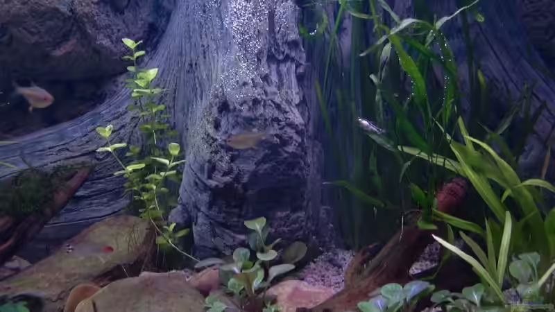 Amazonas Rückwand BTN  von Dirk72 (9)