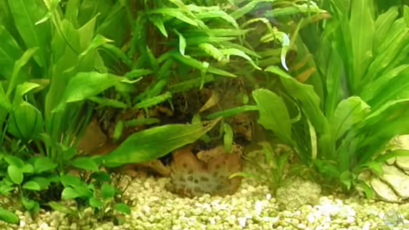 Amazonas Schwertblatt + Cryptocoryne von Elke Loesch (7)