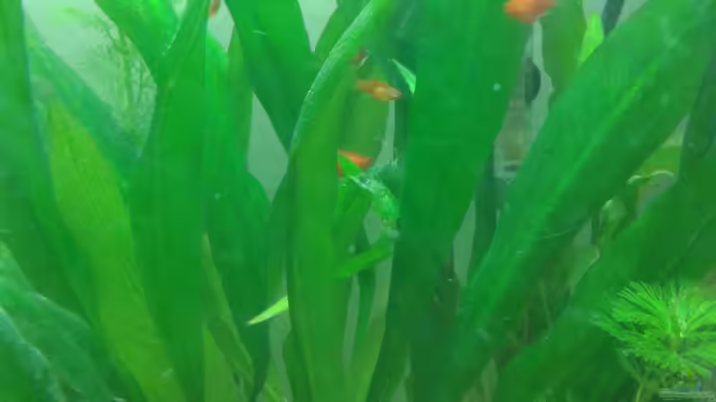 Amazonas Schwertblatt von Reinhold Berk (6)