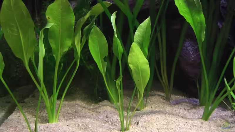 Amazonas Schwertpflanze / Echinodorus bleheri von Matoba (23)