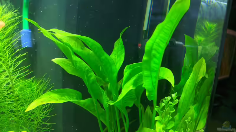 Amazonas Schwertpflanze (17.06.2020) von Ameisenalex (24)