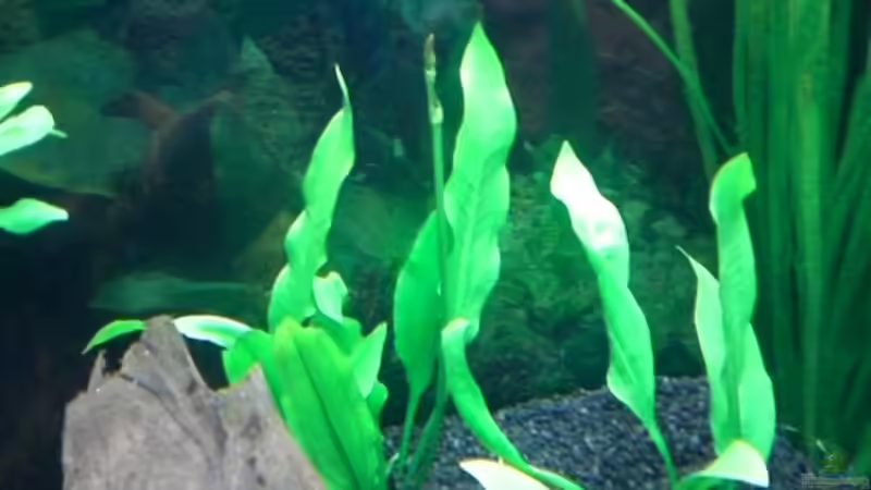 Amazonas Schwertpflanze (Echinodorus) von Dennis und Katha (6)