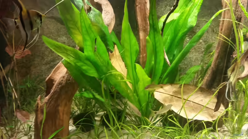 Amazonas Schwertpflanze ist ein MUSS von Patrick`s Amazonas (3)