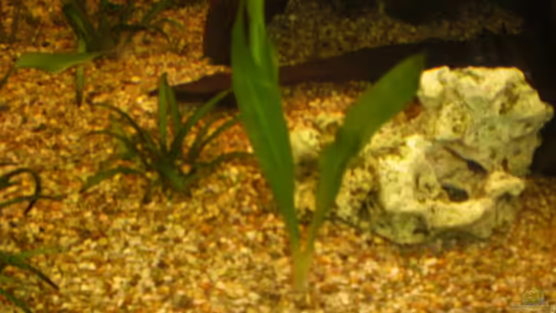 Amazonas Schwertpflanze von ActionJackson (12)