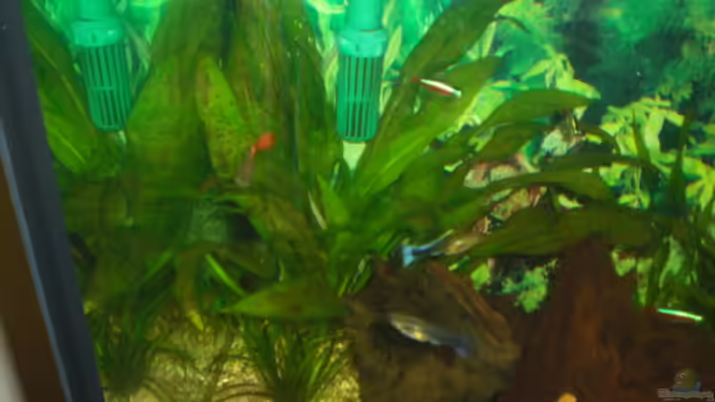 Amazonas Schwertpflanze von ActionJackson (14)