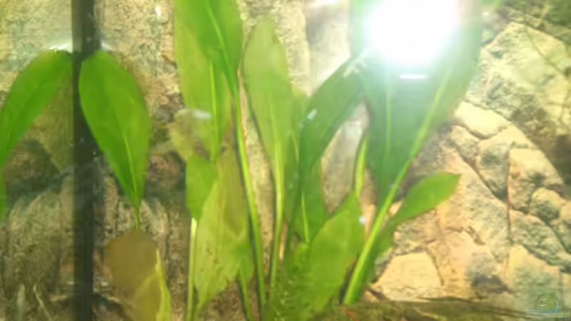 amazonas schwertpflanze von Andre Schumacher (7)