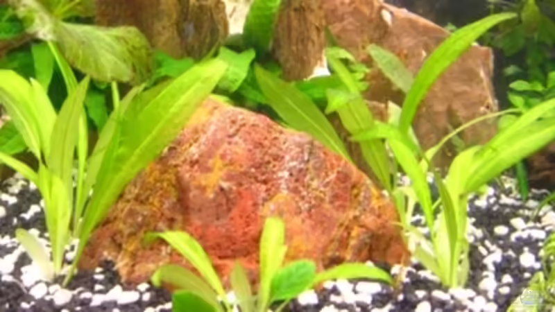 Amazonas Schwertpflanze von DanBri (8)