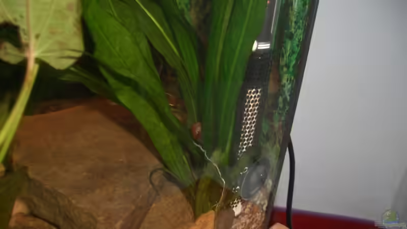 Amazonas Schwertpflanze von Hans Holten (3)