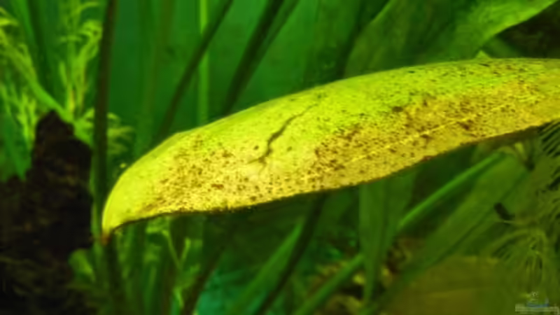 Amazonas-Schwertpflanze von Henry Berndt (2)