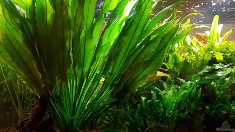 Amazonas Schwertpflanze von Klaus R (24)