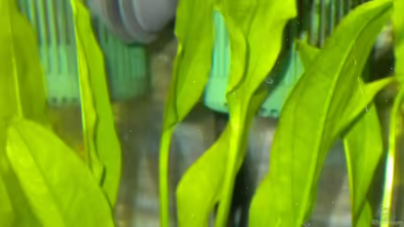 Amazonas Schwertpflanze von Marci (6)