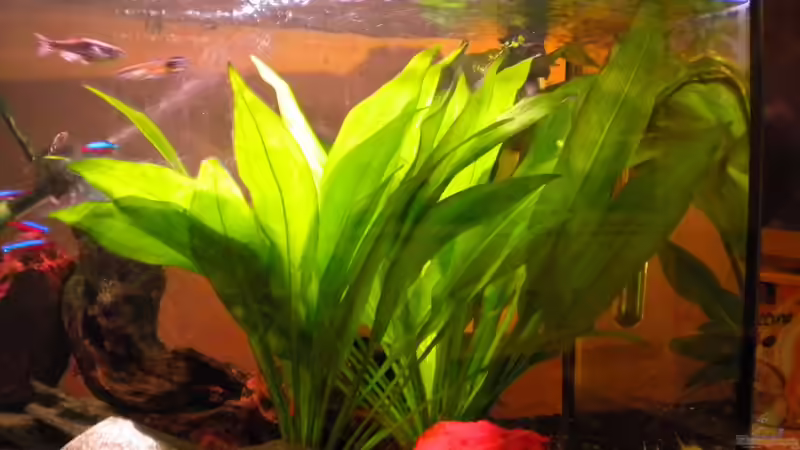 Amazonas Schwertpflanze von Marci (8)