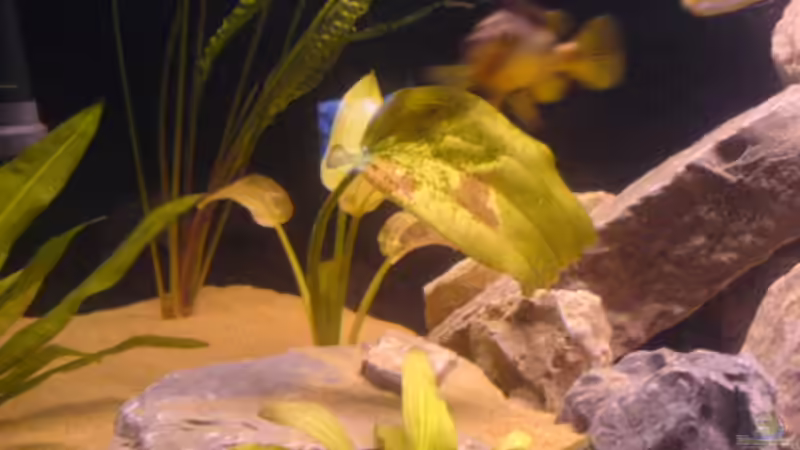 Amazonas von Cindy Laumer (5)