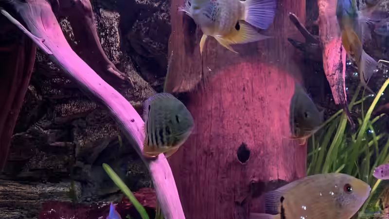 Amazonas von Footloose  von Footloose (1)