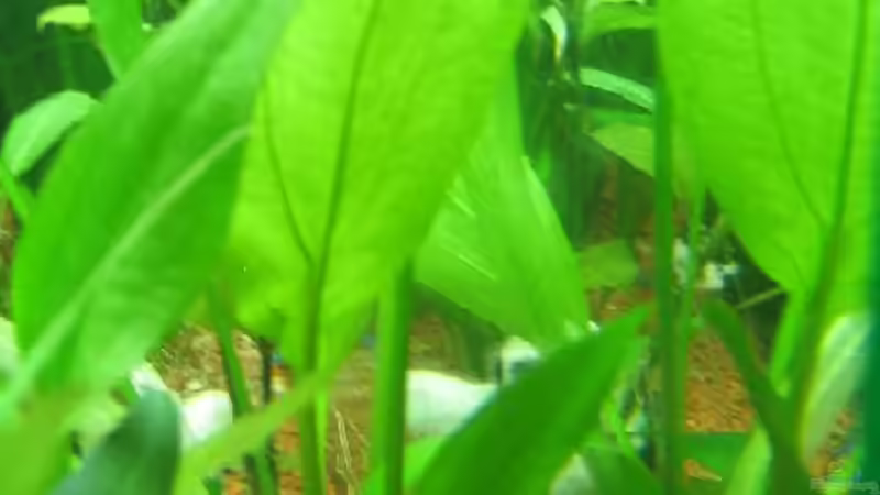 Amazonas von Frank Förster (2)