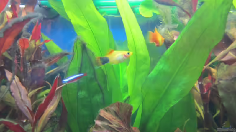 Amazonas von Mieze2010 (6)