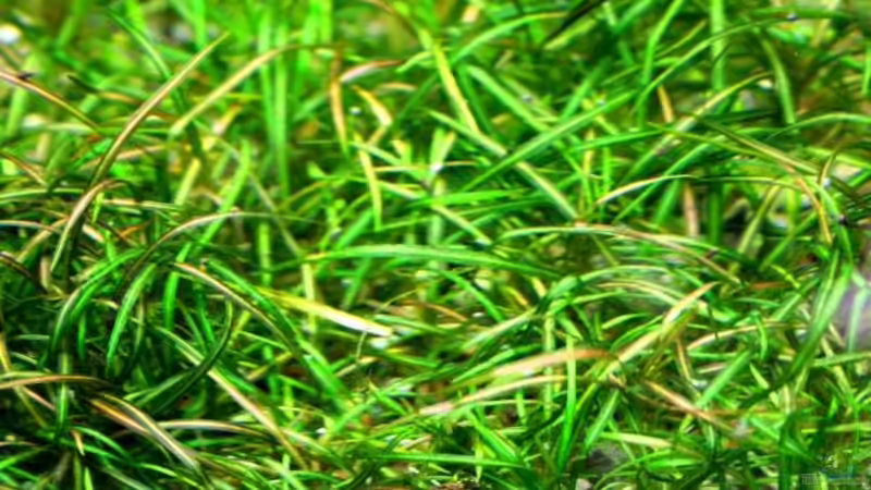 Amazonas Zwergpflanze (Echinodorus tenellus) von @mazonas (14)