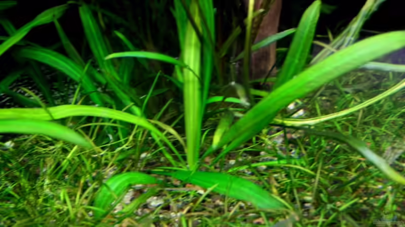 Echinodorus grisebachii im Aquarium pflegen (Einrichtungsbeispiele für Schmalblättrige Amazonasschwertpflanze)