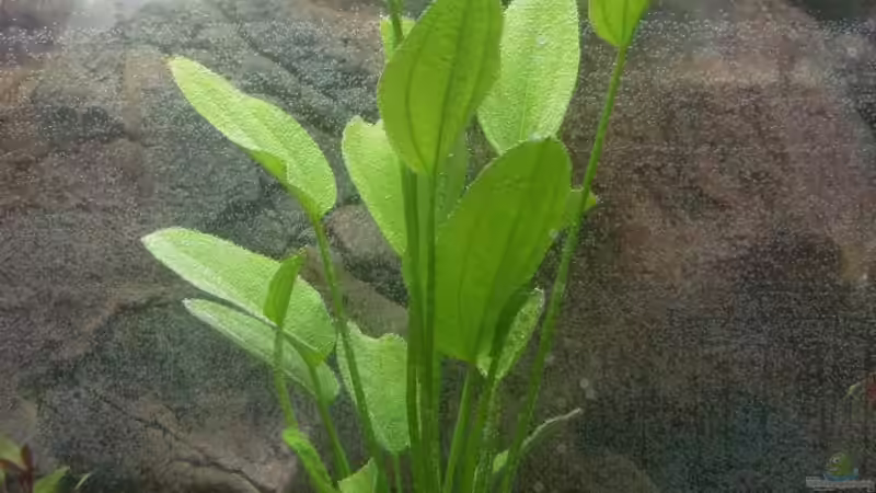 Amazonaspflanze  nach Einrichten von Springer (21)