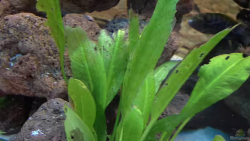 Amazonasschwertpflanze auch nicht Barschfest wie behauptet von Alexander Mayer (15)