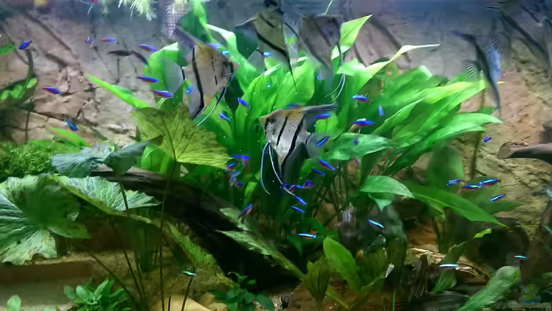 Amazonasschwertpflanze von Ottche (113)