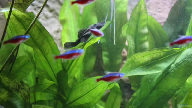 Amazonasschwertpflanze von Ottche (118)