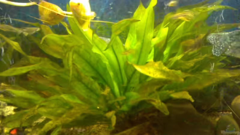 Amazonasschwertpflanze von Thomas Müller (4)