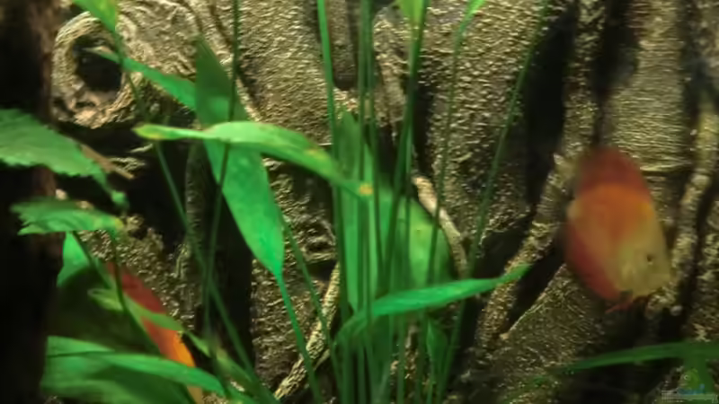 Amazonasschwertpflanze von Zugbremser72 (9)