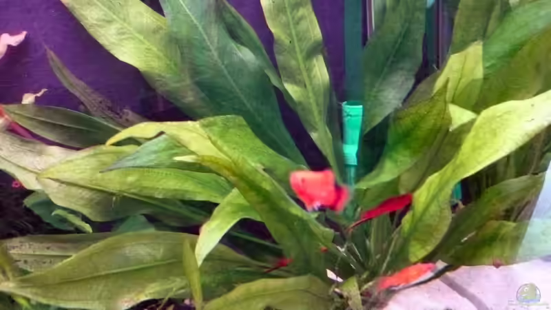 Amazonasspeer?? von Claas Harmsen (8)