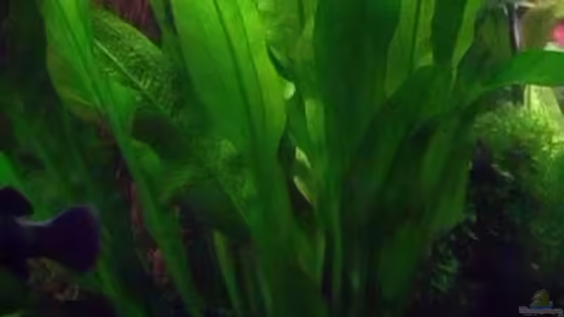 amazonicus von rattenfreak (17)