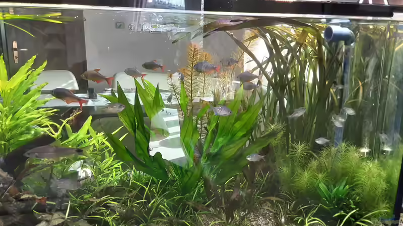 Amazonien  von Pflanzenwolf (4)