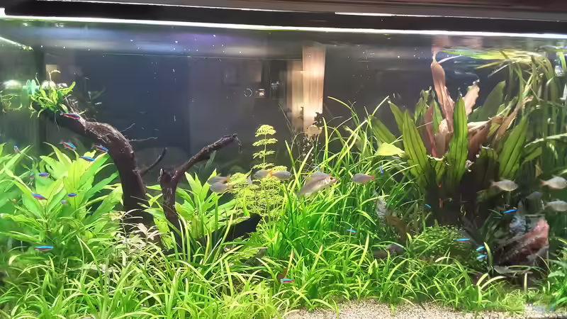 Amazonien  von Pflanzenwolf (7)