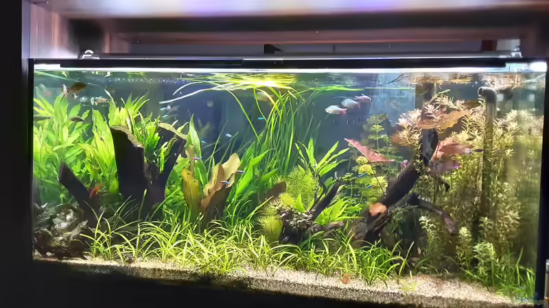 Amazonien von Pflanzenwolf (2)