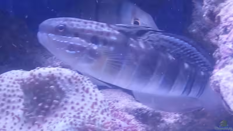 Amblygobius phalaena - Bagger-Grundel von David F. (11)