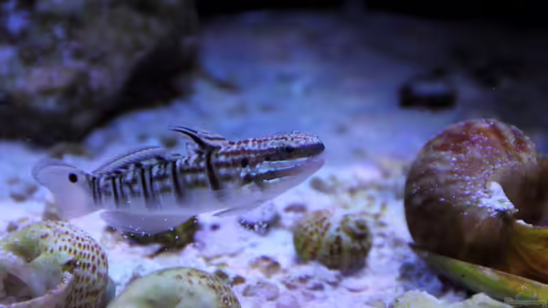 Amblygobius phalaena - Bagger-Grundel von Micha (65)