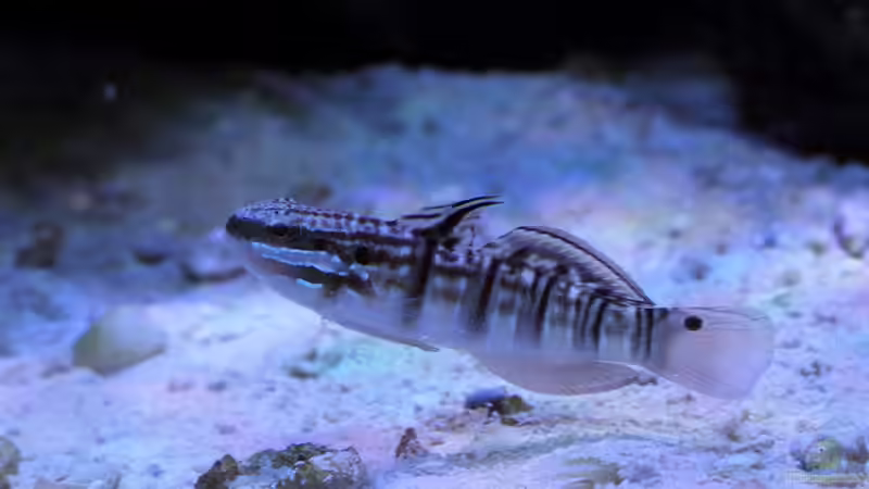 Amblygobius phalaena - Bagger-Grundel von Micha (66)