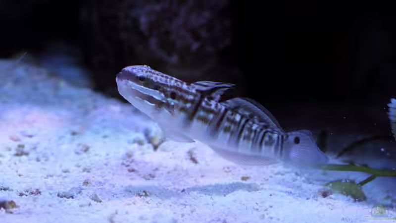 Aquarien mit Amblygobius phalaena (Bagger-Grundel)
