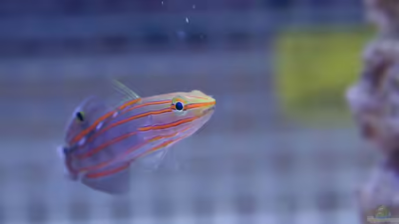 Amblygobius rainfordi von Azalee (17)