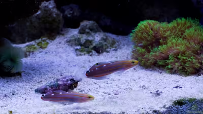 Amblygobius rainfordi von Azalee (19)